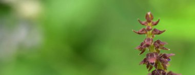 Soyut yeşil yaprak arka plan, yumuşak odak, güneşli gün, taze bahar tarlası, doğal desenli duvar kağıdı.