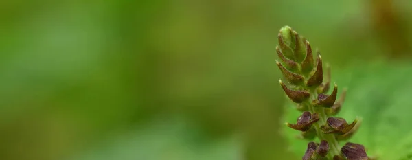 Fondo Hoja Verde Abstracto Enfoque Suave Día Soleado Campo Primavera — Foto de Stock