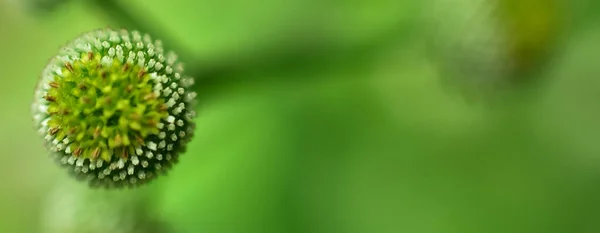 Abstraktes Grünes Blatt Hintergrund Weicher Fokus Sonniger Tag Frisches Frühlingsfeld — Stockfoto