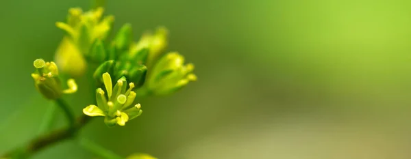 Astratto Sfondo Foglia Verde Soft Focus Giornata Sole Campo Primavera — Foto Stock