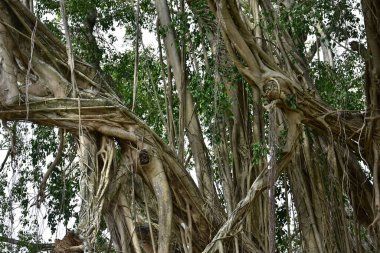 Nehirlerin kıyısında yaşayan kökleri yere yayılan ve doğrudan güneş ışığına maruz kalan eski bir banyan ağacının kökleri.