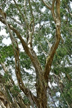 Nehirlerin kıyısında yaşayan kökleri yere yayılan ve doğrudan güneş ışığına maruz kalan eski bir banyan ağacının kökleri.