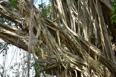 Nehirlerin kıyısında yaşayan kökleri yere yayılan ve doğrudan güneş ışığına maruz kalan eski bir banyan ağacının kökleri.