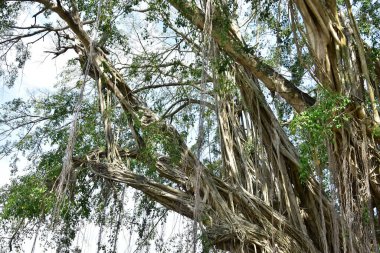 Nehirlerin kıyısında yaşayan kökleri yere yayılan ve doğrudan güneş ışığına maruz kalan eski bir banyan ağacının kökleri.