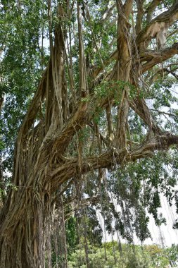 Nehirlerin kıyısında yaşayan kökleri yere yayılan ve doğrudan güneş ışığına maruz kalan eski bir banyan ağacının kökleri.