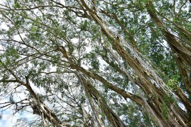 Nehirlerin kıyısında yaşayan kökleri yere yayılan ve doğrudan güneş ışığına maruz kalan eski bir banyan ağacının kökleri.