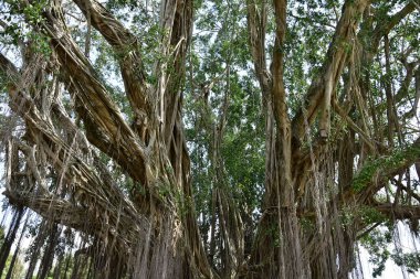 Nehirlerin kıyısında yaşayan kökleri yere yayılan ve doğrudan güneş ışığına maruz kalan eski bir banyan ağacının kökleri.