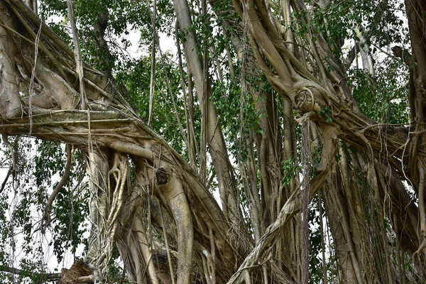 Nehirlerin kıyısında yaşayan kökleri yere yayılan ve doğrudan güneş ışığına maruz kalan eski bir banyan ağacının kökleri.