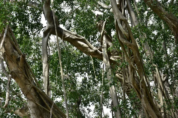 Коріння Старого Бананового Дерева Живе Берегах Річок Коренями Поширюються Землю — стокове фото