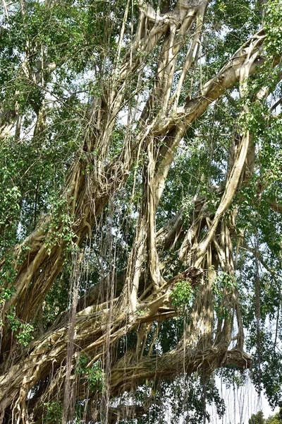 Roots Old Banyan Tree Lives Banks Rivers Roots Spread Ground — Stock Photo, Image