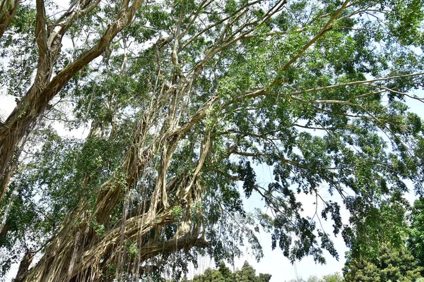 Ρίζες Ενός Παλιού Δέντρου Banyan Που Ζει Στις Όχθες Των — Φωτογραφία Αρχείου