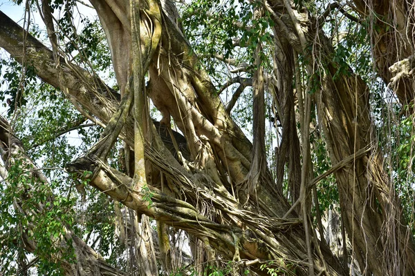 根が地面に広がり直射日光にさらされる川のほとりに住む古いガジュマルの木の根 — ストック写真