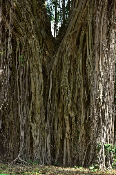 Wurzeln Eines Alten Banyanbaums Der Ufer Von Flüssen Lebt Und — Stockfoto