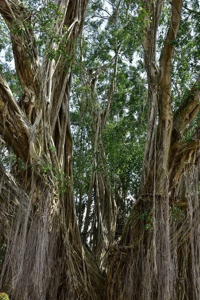 Roots Old Banyan Tree Lives Banks Rivers Roots Spread Ground — Stock Photo, Image