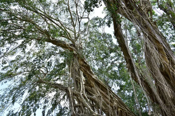 Wurzeln Eines Alten Banyanbaums Der Ufer Von Flüssen Lebt Und — Stockfoto