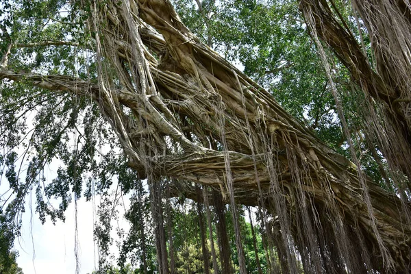 Racines Vieil Arbre Banyan Qui Vit Sur Les Rives Des — Photo