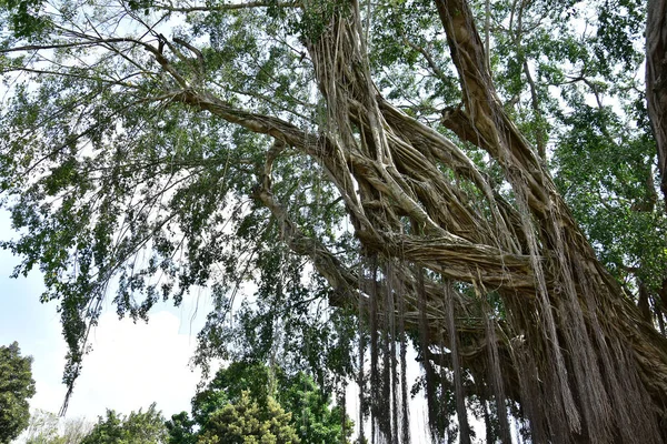 根が地面に広がり直射日光にさらされる川のほとりに住む古いガジュマルの木の根 — ストック写真