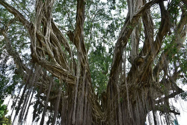 Wortels Van Een Oude Banyanboom Die Leeft Aan Oevers Van — Stockfoto