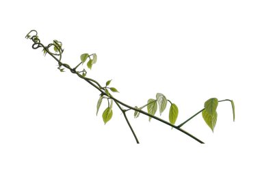 Çalı üzümü veya üç yapraklı yabani asma cayratia (Cayratia trifolia) liana sarmaşık bitkisi çalılığı, beyaz arka planda izole edilmiş doğa çerçevesi orman sınırı, kırpma yolu.