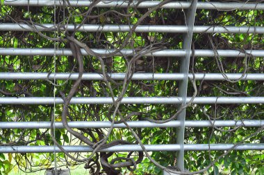 Ağaç kökü üzümü ya da üç yapraklı yabani asma cayratia (Cayratia trifolia) liana sarmaşık bitkisi çalısı, doğa çerçeveli orman sınırı