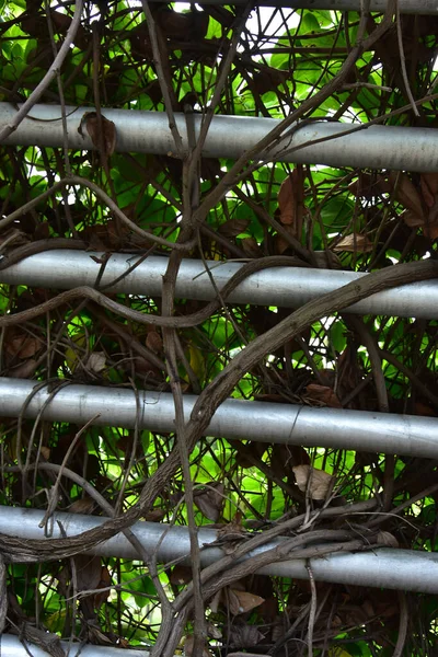 Houtwortel Druivensoort Bush Drie Bladeren Wilde Wijnstok Cayratia Cayratia Trifolia — Stockfoto