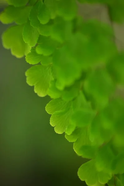 Fondo Hoja Verde Abstracto Enfoque Suave Día Soleado Campo Primavera — Foto de Stock