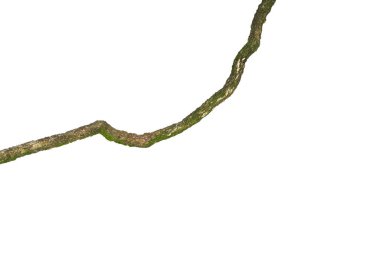 Yeşil yosunlarla kaplı büyük bir ağaç kökü, beyaz arka planda izole edilmiş, kırpma yolu da dahil. Çiçek Tasarımı. HD Resim ve Büyük Çözünürlük. Duvar kağıdı olarak kullanılabilir