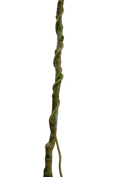 Duży Korzeń Drzewa Porośnięty Zielonym Mchem Izolowany Białym Tle Ścieżką — Zdjęcie stockowe