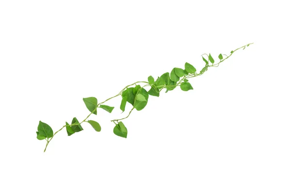 Srdce Tvaru Zeleného Listí Šplhání Popínavé Rostliny Skluzavky Telosma Cordata — Stock fotografie
