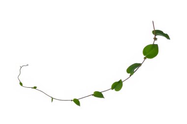 Sarmaşık yaprakları sarmaşık ormanları, kalp şeklinde yeşil yapraklar tırmanıyor bitki örtüsüne tırmanıyor doğa beyaz arka planda kırpma yolu ile izole edilmiş..