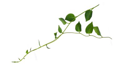 Sarmaşık yaprakları sarmaşık ormanları, kalp şeklinde yeşil yapraklar tırmanıyor bitki örtüsüne tırmanıyor doğa beyaz arka planda kırpma yolu ile izole edilmiş..