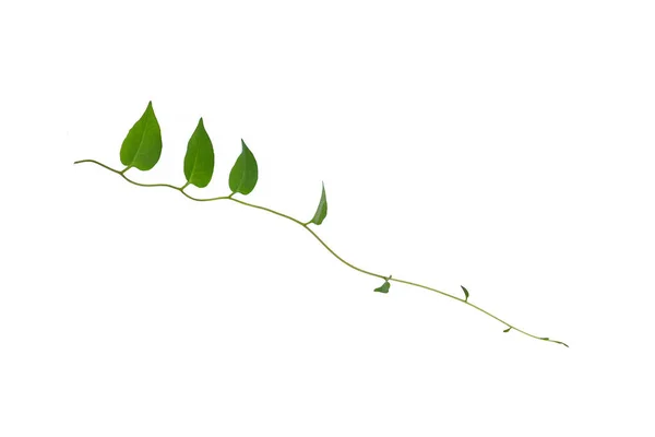 つるつるつるの葉ジャングルブッシュ ハート型の緑の葉クリッピングパスで白い背景に隔離された植物の性質を登る — ストック写真