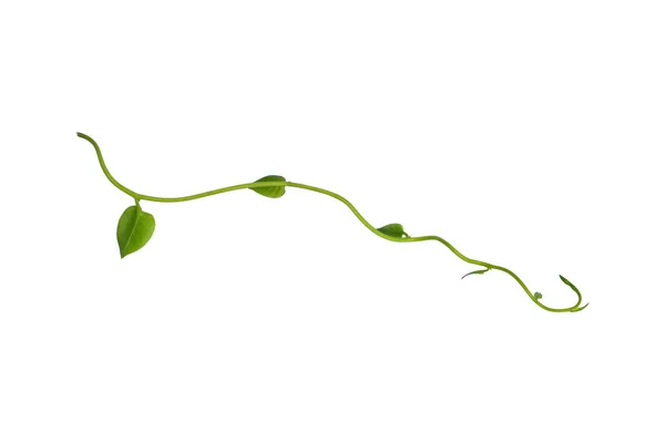 Κρεμαστά Αμπέλια Κισσός Φυλλώματα Ζούγκλα Θάμνος Σχήμα Καρδιάς Πράσινα Φύλλα — Φωτογραφία Αρχείου