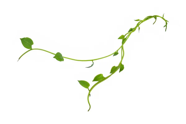Hängande Vinrankor Murgröna Lövverk Djungel Buske Hjärtformade Gröna Blad Klättring — Stockfoto