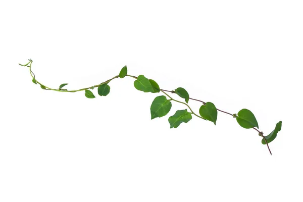 Sarmaşık yaprakları sarmaşık ormanları, kalp şeklinde yeşil yapraklar tırmanıyor bitki örtüsüne tırmanıyor doğa beyaz arka planda kırpma yolu ile izole edilmiş..