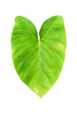 Beyaz arka planda izole edilmiş tropikal yaprak bitkisi Fil kulağı veya taro (Colocasia türleri) yeşil yaprakları içerir.,