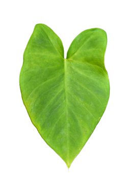 Beyaz arka planda izole edilmiş tropikal yaprak bitkisi Fil kulağı veya taro (Colocasia türleri) yeşil yaprakları içerir.,