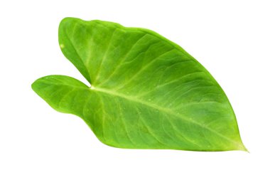 Beyaz arka planda izole edilmiş tropikal yaprak bitkisi Fil kulağı veya taro (Colocasia türleri) yeşil yaprakları içerir.,