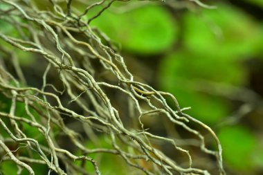 Soyut ahşap kök arka planı, yumuşak odak, güneşli gün, taze bahar alanı, doğal desenli duvar kağıdı.