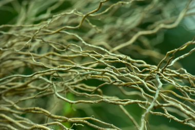 Soyut ahşap kök arka planı, yumuşak odak, güneşli gün, taze bahar alanı, doğal desenli duvar kağıdı.