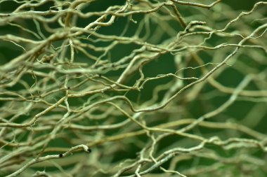 Soyut ahşap kök arka planı, yumuşak odak, güneşli gün, taze bahar alanı, doğal desenli duvar kağıdı.