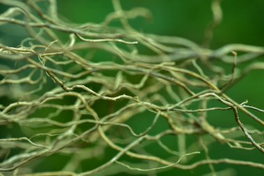 Soyut ahşap kök arka planı, yumuşak odak, güneşli gün, taze bahar alanı, doğal desenli duvar kağıdı.