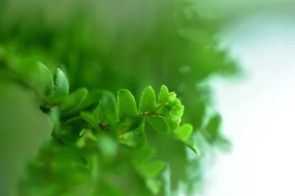 Abstrato Verde Folha Fundo Foco Suave Dia Ensolarado Campo Primavera — Fotografia de Stock