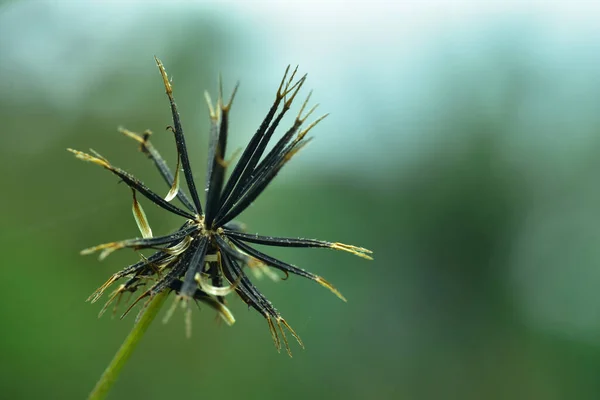 Fundo Flores Abstratas Foco Suave Dia Ensolarado Campo Primavera Fresco — Fotografia de Stock