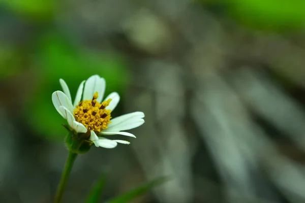 Fondo Flores Abstracto Enfoque Suave Día Soleado Campo Primavera Fresca — Foto de Stock