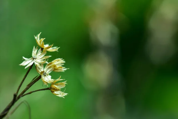 Absztrakt Virág Háttér Puha Fókusz Napos Nap Friss Tavaszi Mező — Stock Fotó