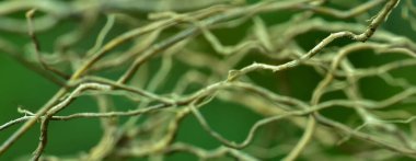 Arka plan olarak doğal yeşil bitkiler manzarası, ekoloji, taze kapak sayfası kavramını kullanarak metin için metin alanı bulunan bulanık arka planda yakın doğa görünümü