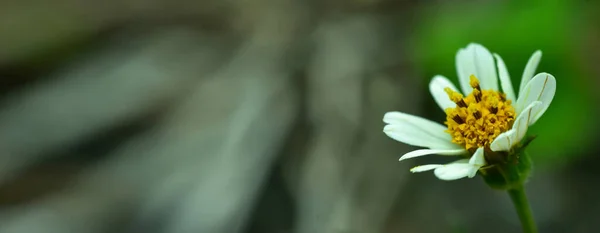 Vista Primer Plano Naturaleza Sobre Fondo Borroso Jardín Con Espacio — Foto de Stock