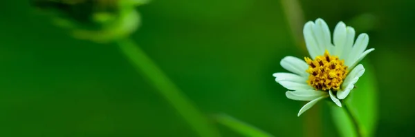 Vue Rapprochée Nature Sur Fond Flou Dans Jardin Avec Espace — Photo