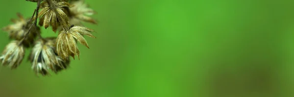 Крупный План Вид Природу Размытом Фоне Саду Копировальным Пространством Текста — стоковое фото